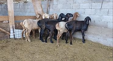 в связи с переездом отдам попугая жако в добрые руки: Продаю | Ягненок | Арашан | Для разведения | Ярка — 5