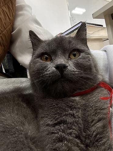 Британская короткошёрстная, 1 год, Мальчик, Голубой, Приучена к лотку