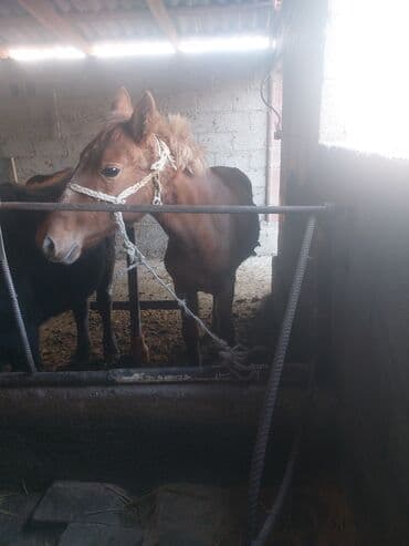 кролик самка: Продаю | Жеребенок | Для разведения — 1