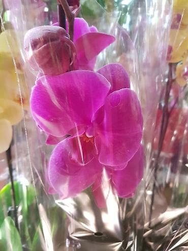 оптом дешево: Комнатные цветочки к 8 марта, высшего качества оптом и в розницу — 6