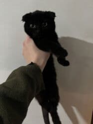 Вязка кошек: Кошка даром: Скотиш Фолд (Шотландская вислоухая), 4 месяца, Мальчик, Метис, Приучена к лотку, Проглистована — 3