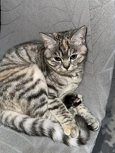 все для кошек: Скотиш Страйт (Шотландская прямоухая), 8 месяцев, Девочка, Приучена к лотку — 1