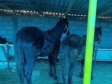 болонка собака: Продаю | Жеребец | Для разведения | Племенные — 5