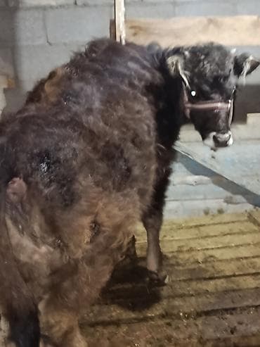 аквариум корпус: Продаю | Музоо, торпок | Алатауская | На забой, Для разведения, На откорм — 4