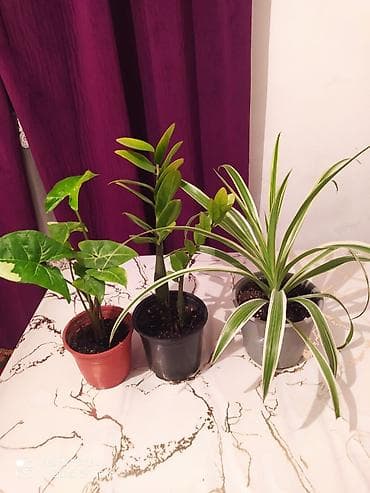 Сейфы: Комнатные растения в горшках - Драцена вариегатная (Dracaena — 4