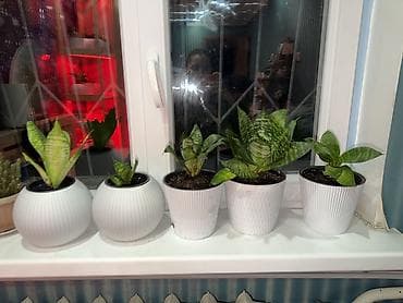 драценна: Сансеверии (Sansevieria, «щучий хвост») Продаю сансеверии, посажены — 1
