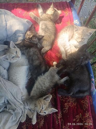 жалал абад кошка: Котята, помёт из нескольких малышей разной окраски. - Возраст на фото — 5