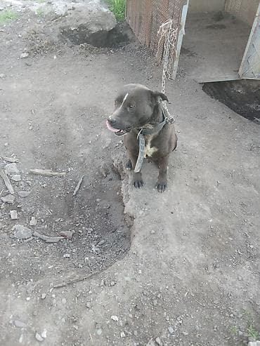 голландская овчарка: Мощный и преданный американский стаффордширский терьер с крепким — 3