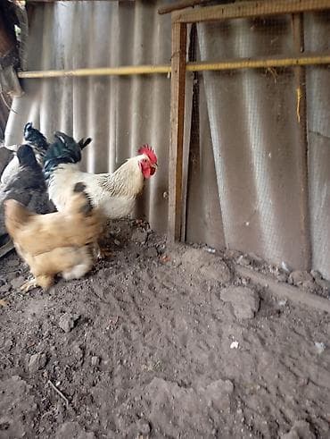 продам курей: Продаются 8 куриц и 3 петуха.находятся в городе Кант — 1