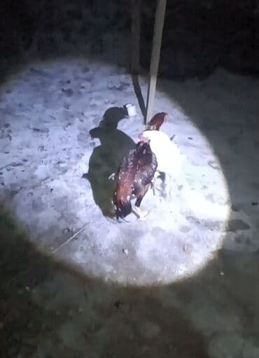 Ветеринар кызматы: Сатам | Короздор | Үй | Көбөйтүү үчүн — 2