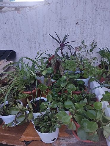 лимоны купить: 🪴🌵🌱 — 7