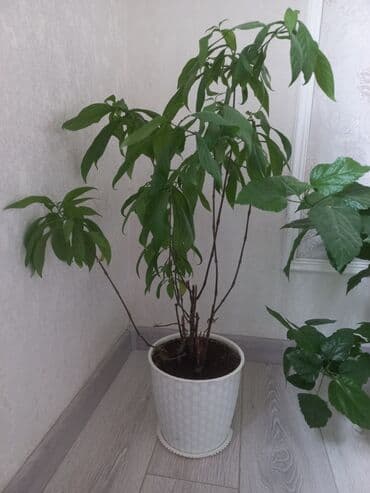 комнатные растения бишкек: Молодой саженец лимона, выращенный в домашних условиях. Растение имеет — 17