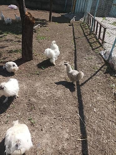 утка голубой фаворит: Продаю | Куры | Для разведения — 7