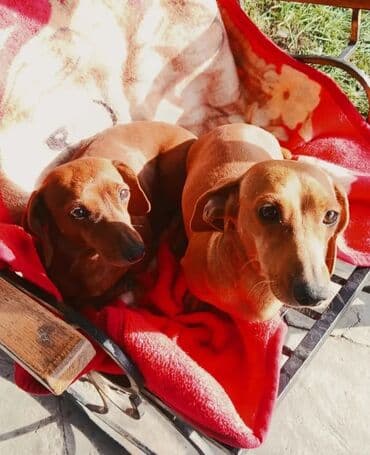 продажа собак в бишкеке: Продаётся щенок, карликовая такса рыжий Родители щенка очень умные — 3