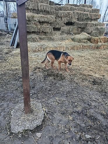 козы кант: Собака рабочий — 3