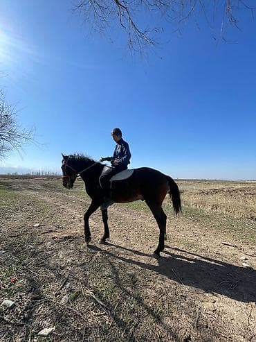 атдар: Продаю | Жеребец | Конный спорт — 6