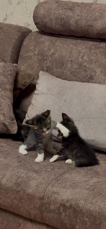 продажа котят мейн кун: Майнкун метисы Отец - дворовой крутыш🦁(крупный) Мать - Майнкун к — 6