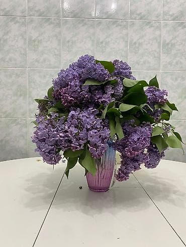 Үй жана бакча: Букет сирени(калированная)(обычная) - Пышные соцветия сирени — 1