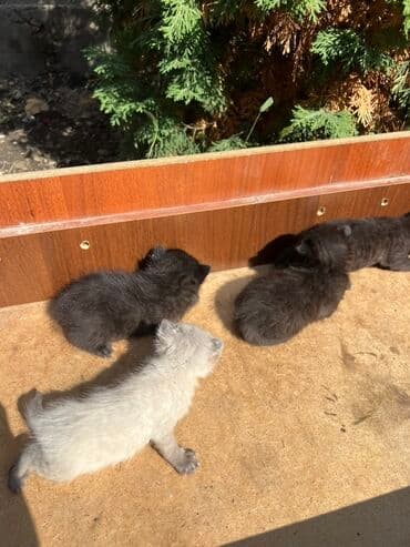 новорожденные котята: Котята,родились 16 сентября. 3мальчика 1девочка, шоколадные. Отдам в — 3