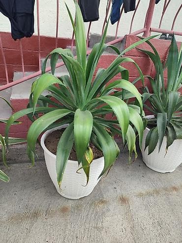 продаю раков: Комнатные и уличные декоративные растения в горшках - Агавы в крупных — 1