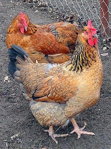 зерно кукурузы: Яйца Кученские на инкубатор — 2