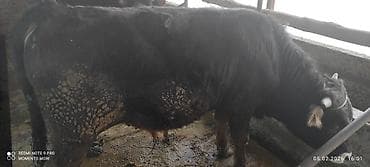 Продаю | Бык (самец) | Швицкая