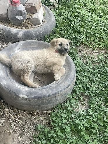 продажа щенков: Собака даром: 3 месяца, Самец — 1