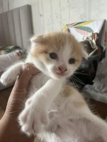 вислоухая кошка: 🐾 Шотландские вислоухие котята ищут любящий дом 🏡 Очаровательные — 2