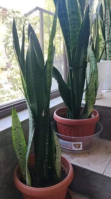 Сансевиерия (Sansevieria, «щучий хвост», «тещин язык») в горшках. - at lalafo.kg Сансевиерия (Sansevieria, «щучий хвост», «тещин язык») в горшках. -