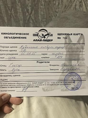 питбуль кубинец: Питбуль, 4 месяца, Самка, С прививкой, С родословной — 2