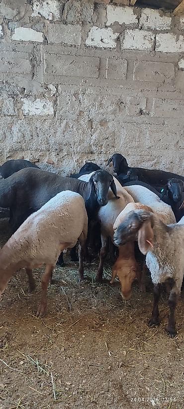 эшек жаныбар: Сатам | Козу, Кочкор (эркек) | Союуга, Көбөйтүү үчүн | Жасалма жол менен боозутуу — 3