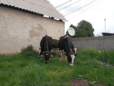 корова ош: Продаю | Корова (самка) | Голштин | Для молока | Привязанные — 3