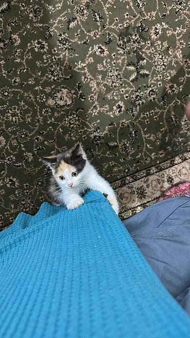 1 мальчик 2 котенка оригинал: 1 месяц, Девочка, Приучена к лотку — 1