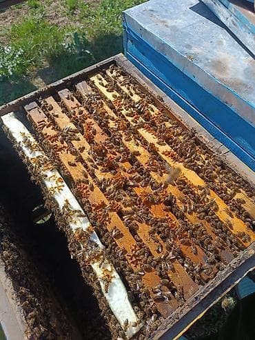 машинки для стрижки животных: Карника — 4