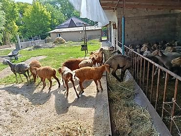 Животные: Продаю | Ягненок, Баран (самец) | Арашан | Для разведения | Матка, Ярка, Ягнившаяся — 3