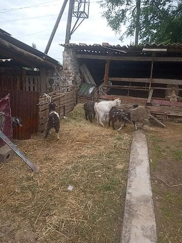 сколько стоят немецкие овчарки щенки: Продаю | Коза (самка) | Полукровка | Для разведения — 2