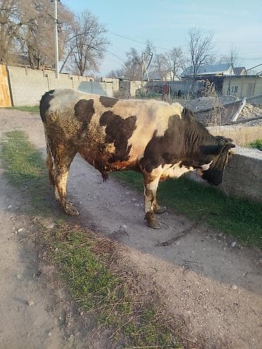 телёнка: Продаю | Музоо, торпок | На откорм — 4