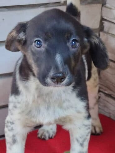 питомники собак бишкек: Ищем дом девочке. По достижении возраста гарантируем стерилизацию — 4