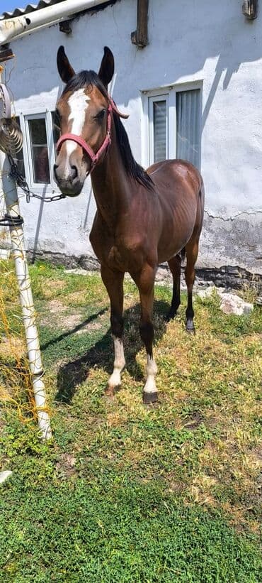в связи с переездом отдам попугая жако в добрые руки: Продаю | Жеребенок | Рабочий — 7