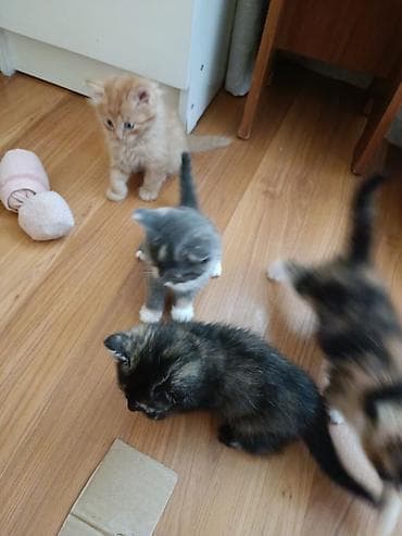 ориентальные котята: Котята, помёт разноокрасочный: - рыжий пушистый - серо-белый с белыми — 1