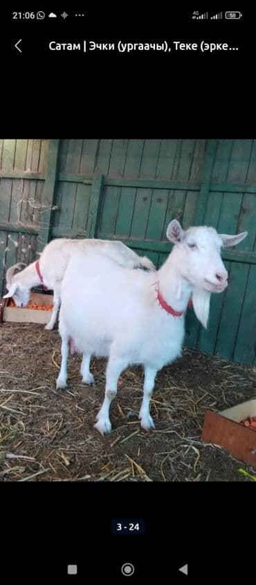 породистые: Продаю | Коза (самка) | Для разведения — 2