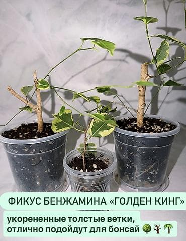 гул: Жонокой болмо гулдору фикус папоротник акча дарагы жб АРЗАН БЕРЕМ 😻 — 4