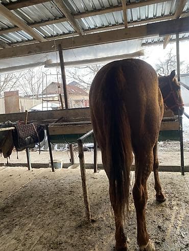 конный завод донской продажа лошадей: Продаю | Жеребец | Дончак | Конный спорт — 5