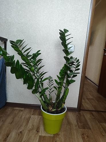 комнатная роза купить: Замиокулькас (Zamioculcas zamiifolia) в горшке. - Кустовой экземпляр — 1