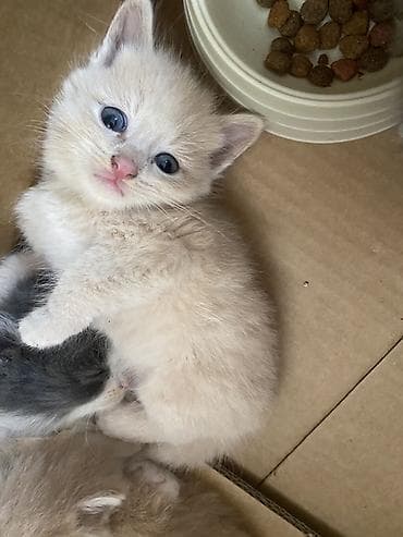 сиамская кошка цена бишкек: Отдам котят в хорошие и заботливые руки 🐾 Котята приучены к лотку — 2