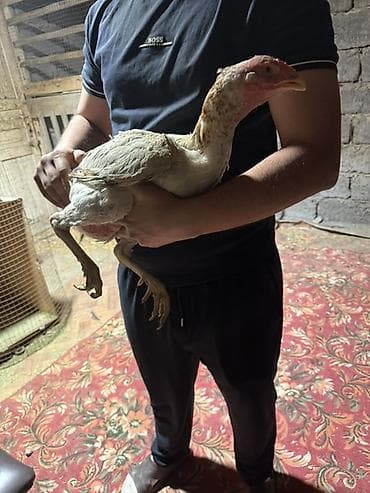 даканн: Продаю | Куры | Бойцовая | Для разведения — 6