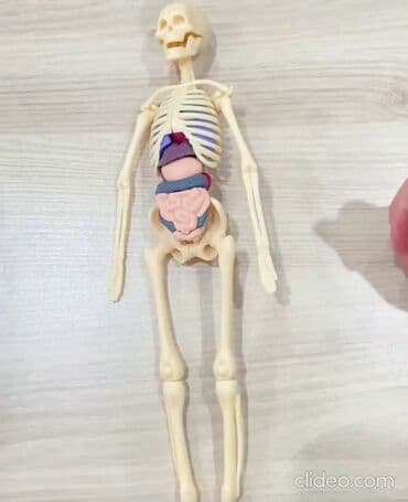 домик для кукол: Анатомическая модель для детей " Строение человека". Внутренние — 5