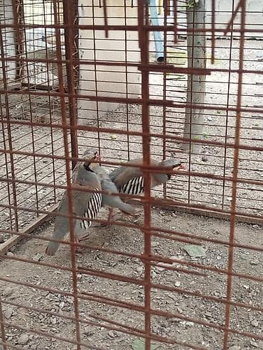 сокол птица цена: Кекилик сатылат активный 2 мекиш 1 короз бар алмашу жолдору бар жемге — 3
