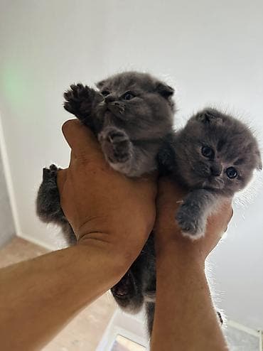 сколько стоит скоттиш фолд: Плюшевые котята серого (голубого) окраса с короткими ушками и круглой — 4