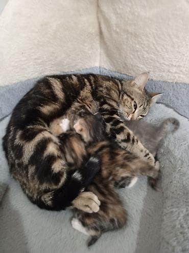 русская синяя кошка: Отдаю котят в хорошие руки домашние около 1месяца . 3девочек 1мальчик — 2